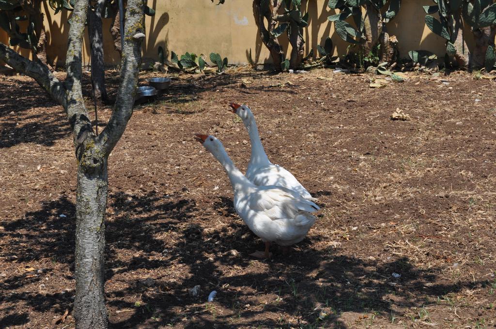 Bed & Breakfast Giardini Di Marzo เลชเช ภายนอก รูปภาพ